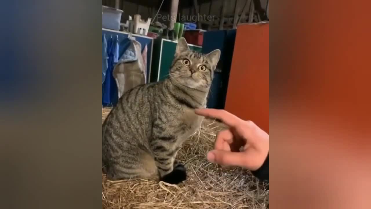 WHY DO MY CATS KEEP FARTING