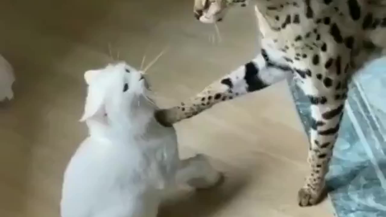 little tiger playing with cat