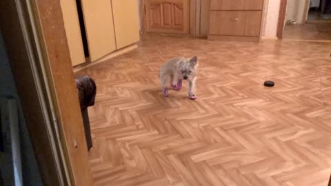 The dog tried on shoes for the first time.