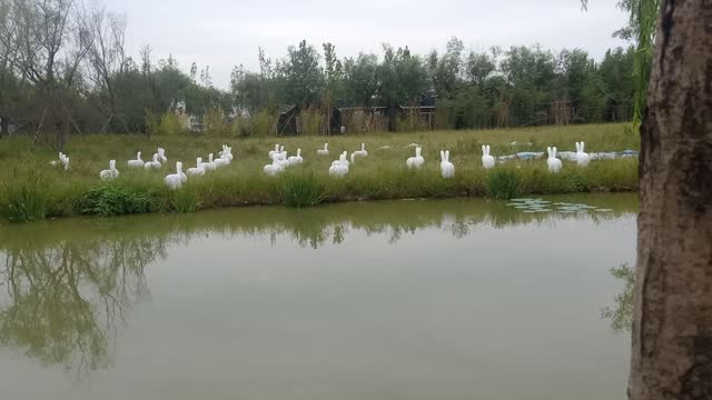 Why are there so many rabbits on the opposite bank?