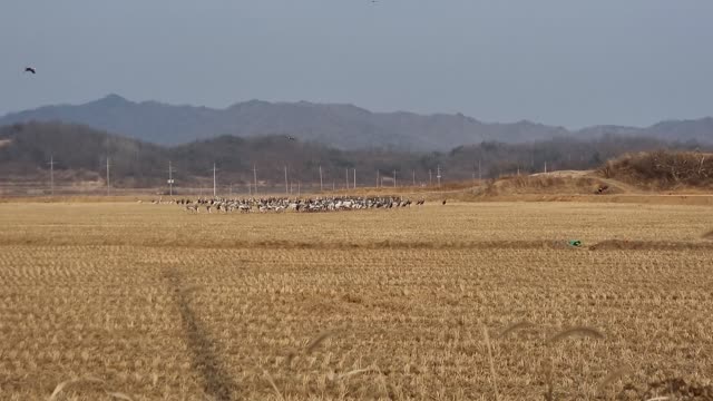 Migratory Bird Can Only See in Korean Winter