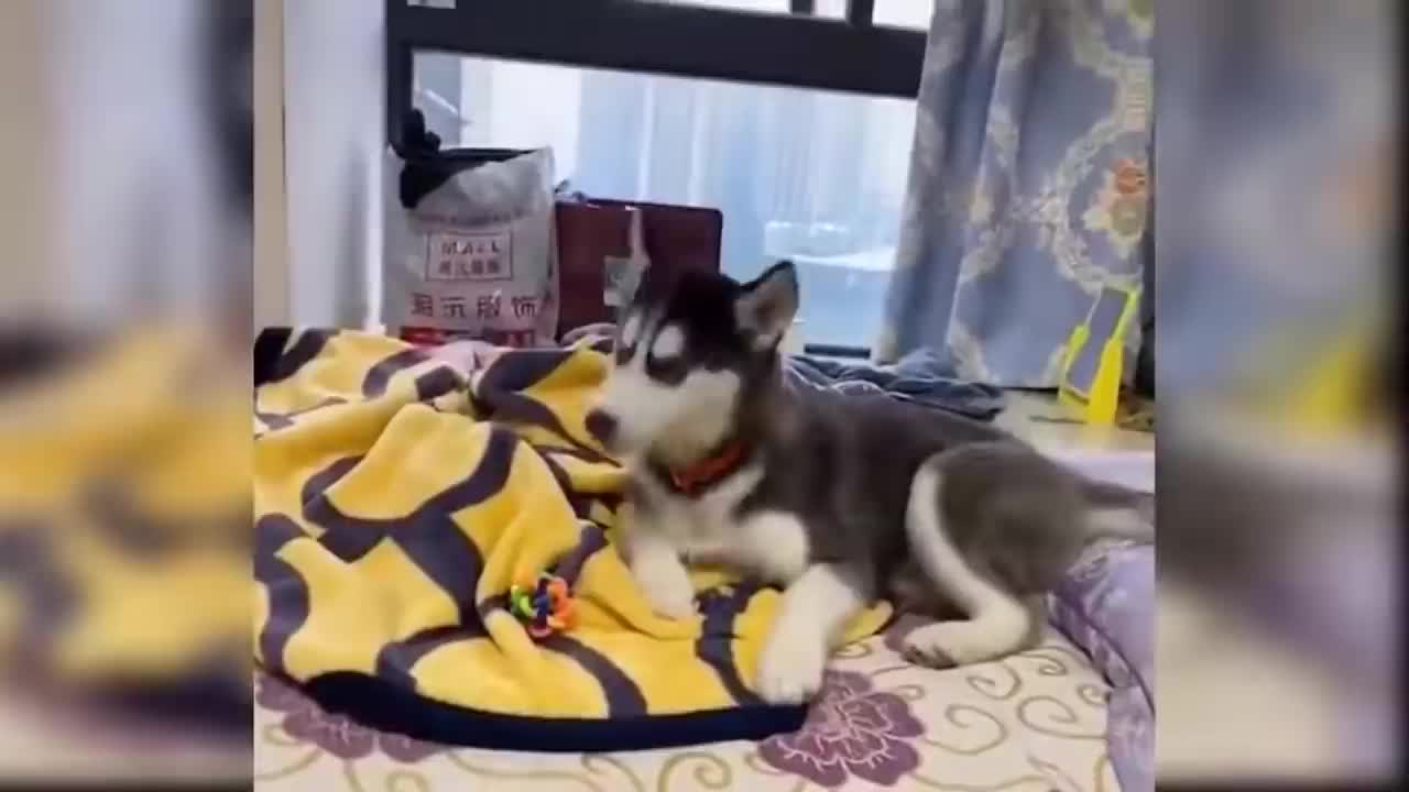 đ¶Baby Dogs - Cute and Funny Dog Videos Compilationâ€