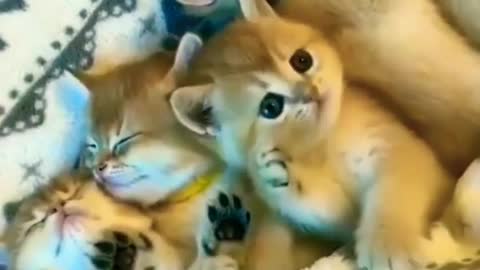 Cute cat funny video