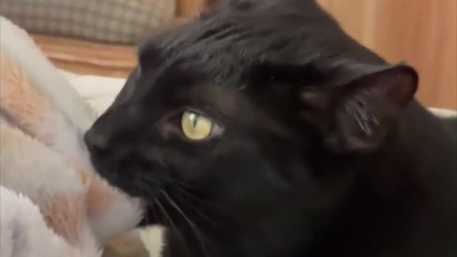 Adopting a Cat from a Shelter Vlog - Sweet Precious Piper and Her Security Blanket #shorts