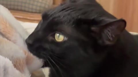 Adopting a Cat from a Shelter Vlog - Sweet Precious Piper and Her Security Blanket #shorts
