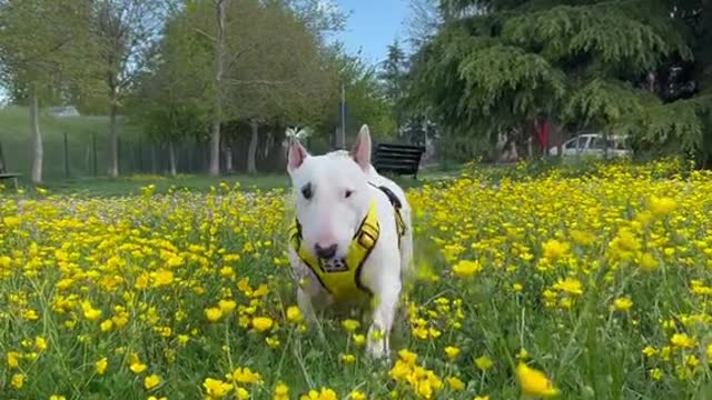 doglover#pet