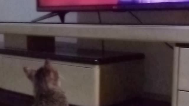 Chery cat,watching tv