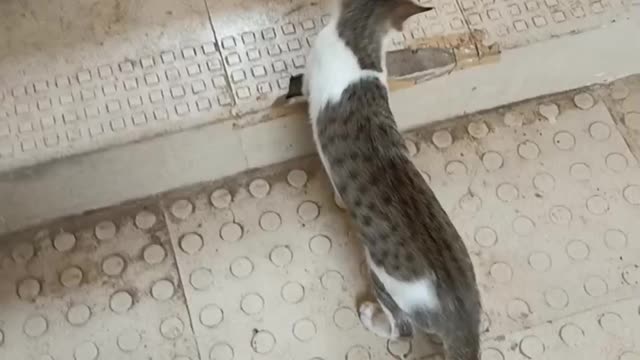 Cat funny running🏃💨💨🏃💨💨