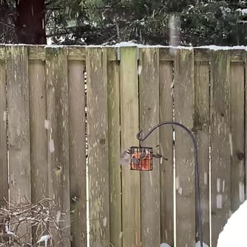 Snowbirds in the Backyard, Feb. 2021