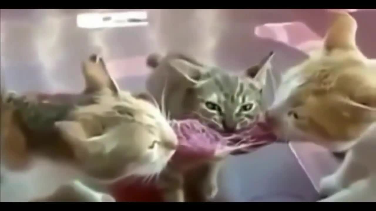 Funny Cat Fails