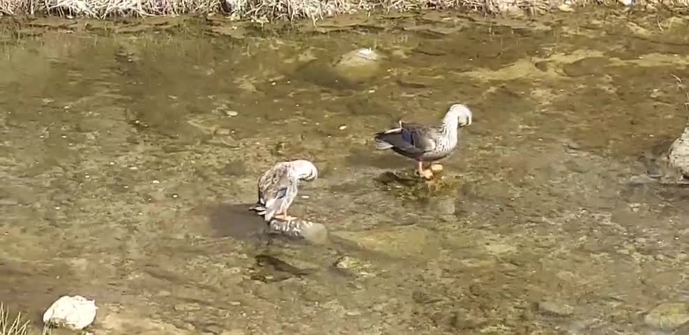 Mallard taking a bath