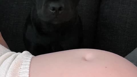 Eager dog can't wait for her new baby brother