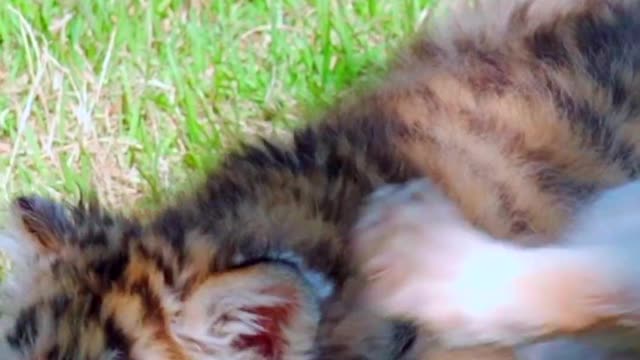 Tiger cubs and lion cubs fight