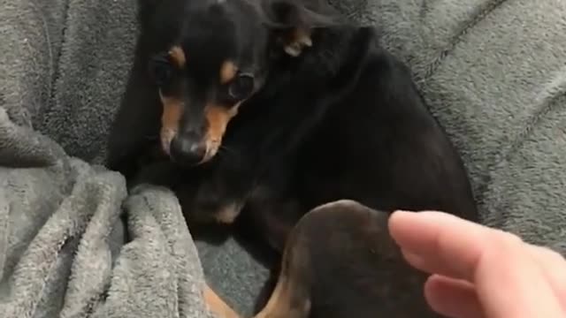 Which of these mini pinscher is the bravest?