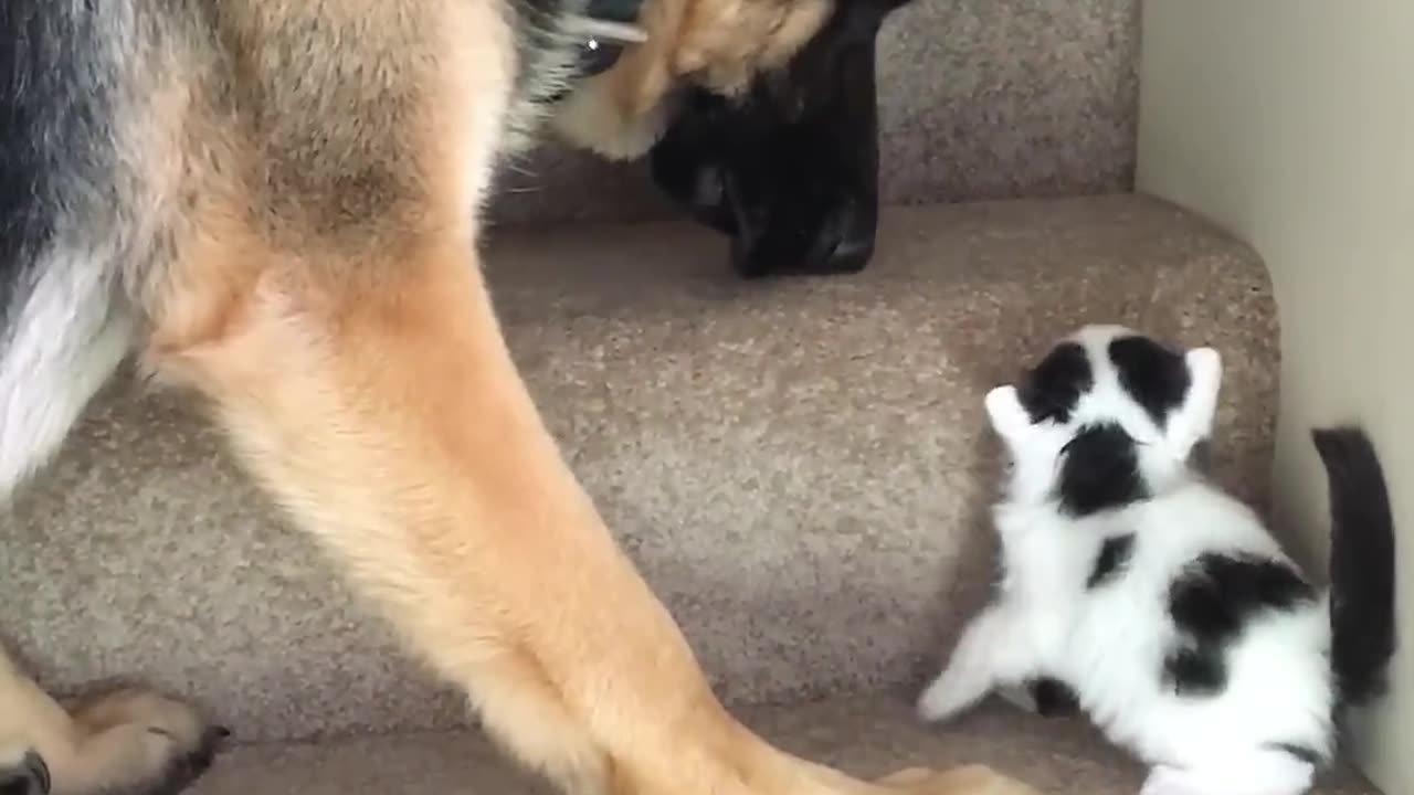 Helpful Pup Carries Foster Kittens Upstairs