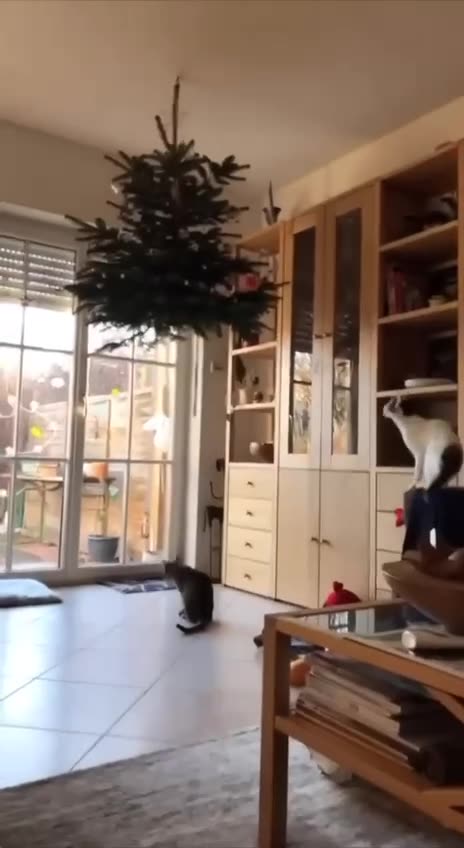 Your Christmas trees will not be safe humans