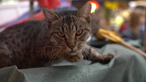 Cat Hissing looking awesome