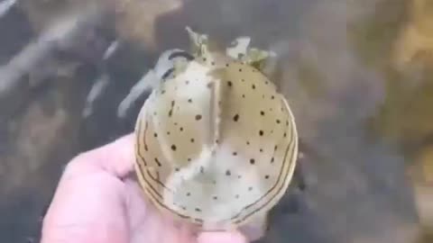 Wildlife