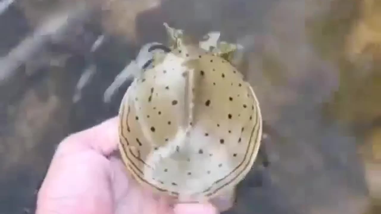 Wildlife