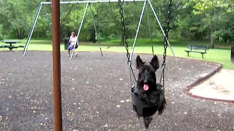 Yorkie Dog Loves Swinging At The Park