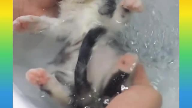 Cute and Funny Cat Videos Compilation 2021_#shorts
