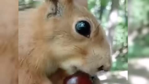 Squirrels vrs. Lion and tiger, A wild showdown
