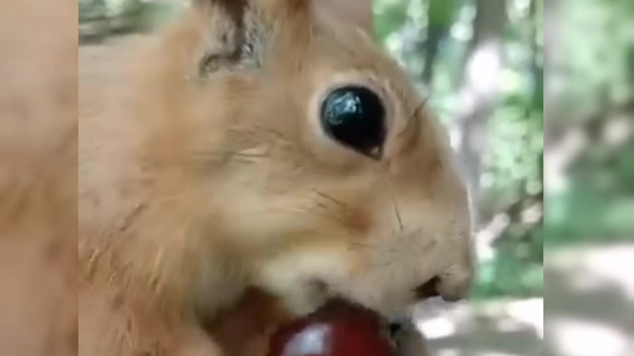 Squirrels vrs. Lion and tiger, A wild showdown