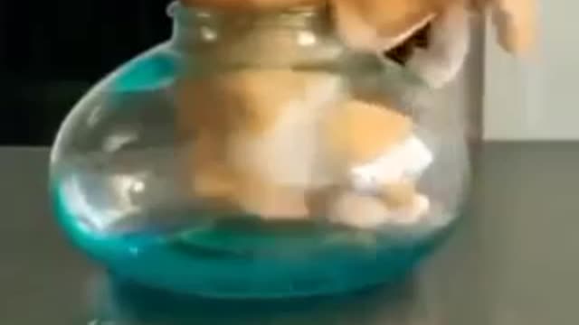 The funny cat moveing into jar
