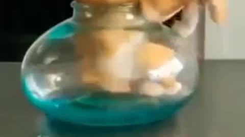The funny cat moveing into jar
