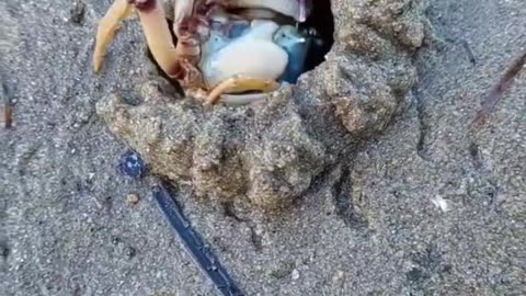 #crab #viral