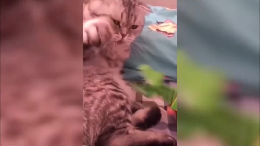 very funny cat playing with dinosaur toy