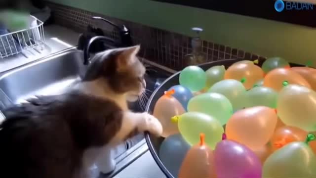 Two Cats and 500 Balls in a Ball Pit !