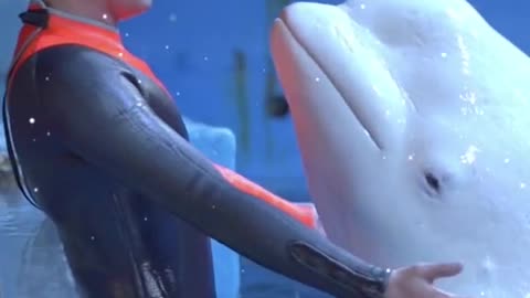 White dolphins