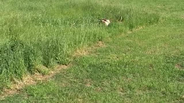 Happy Hounds Run After Rabbits