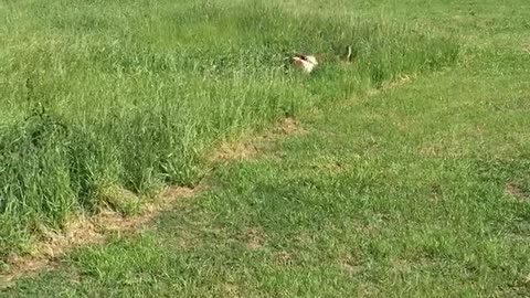 Happy Hounds Run After Rabbits