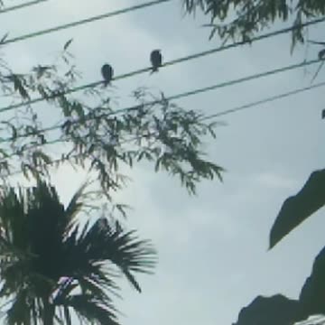 Two Little black Birds Funny videos| Lovely Two Little black Birds videos