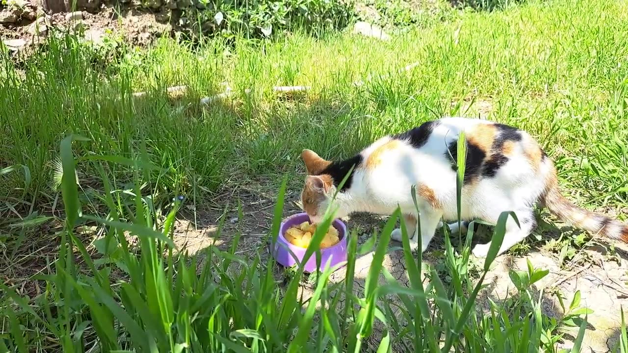 Cute, baby and beautiful kittens. Mother cat eats food.