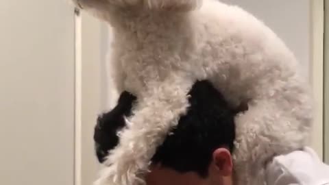 White dog piggybacks on white shirt guy's back