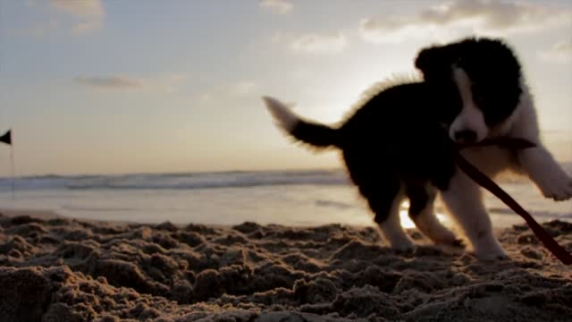 Happy dog playing on the seashore