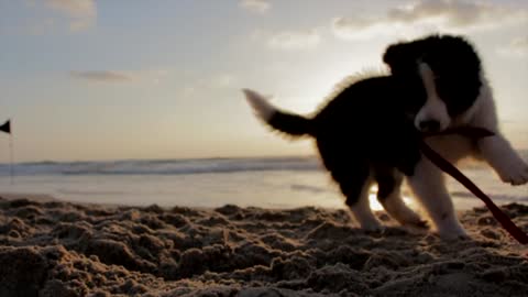 Happy dog playing on the seashore