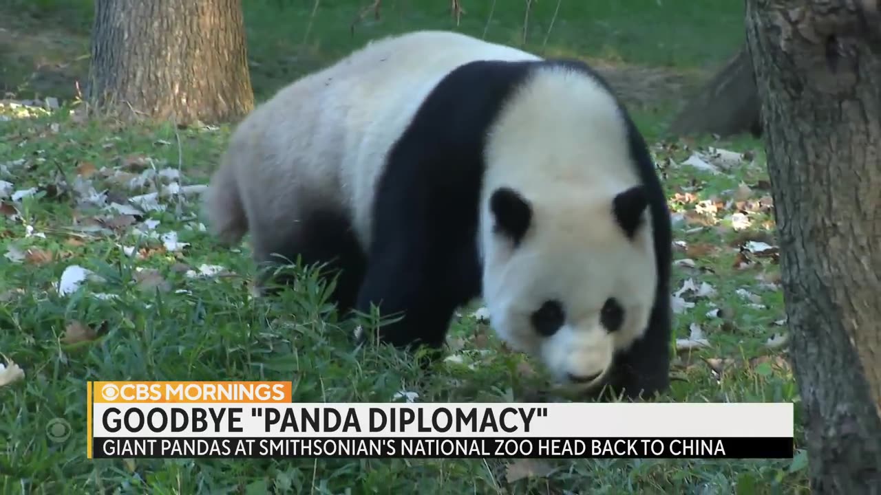 3 giant pandas at National Zoo return to China after 23 years in U.S.