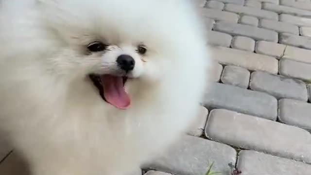 unny animal,cute dog,funny animals,funny animal videos,cute dogs,