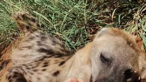 HYENA LOVE