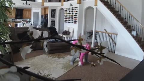 7 Dogs Who Tried Their Best But Didn't Succeed