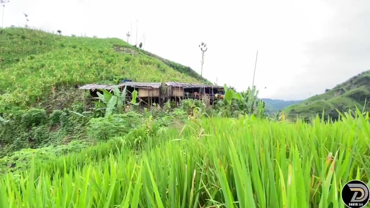 Life in the Forest, Watch the full video on the description link below