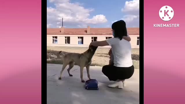 Amazing Dogs helpful best video