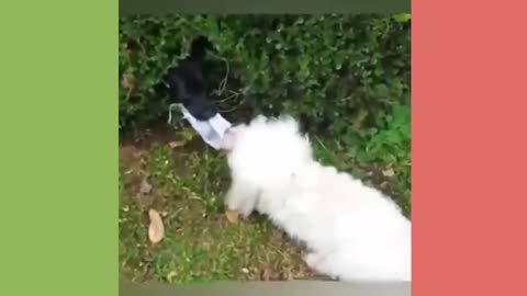 Feeling lonely Just watch these funny animal videos!!!