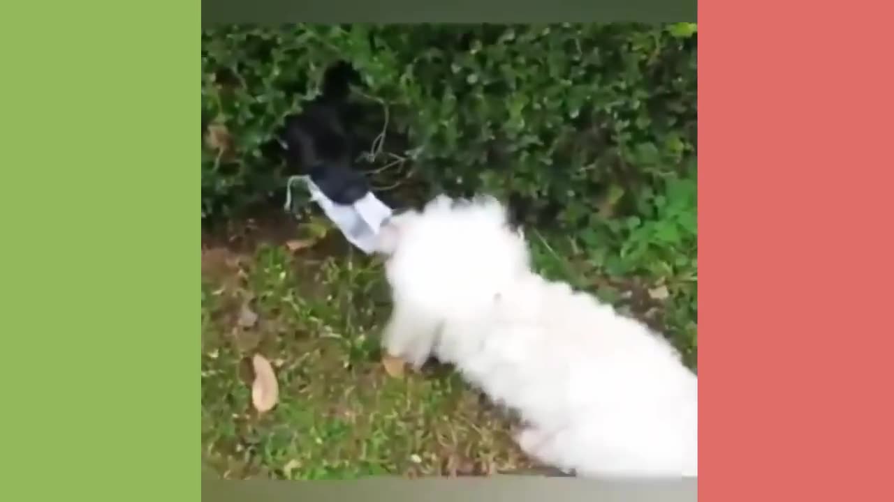 Feeling lonely Just watch these funny animal videos!!!