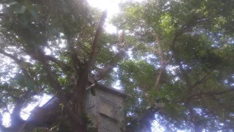 Tree House Rescue Mission