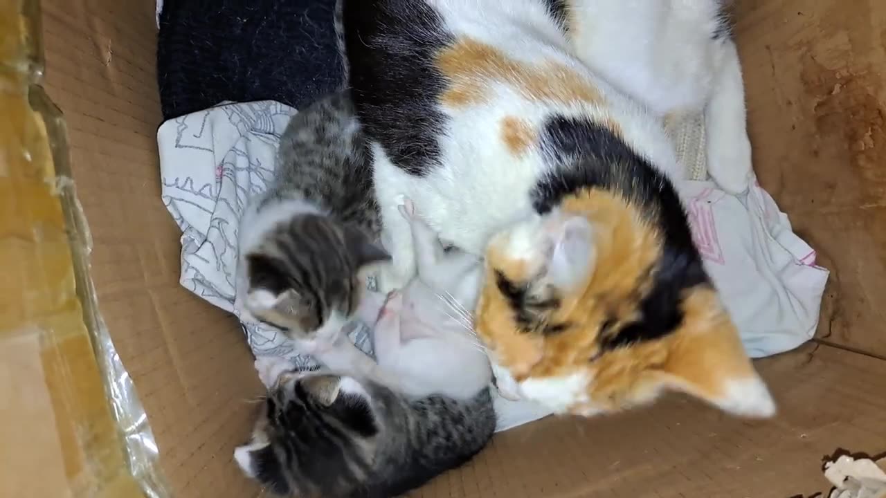 Baby kittens play. These kittens are so cute.